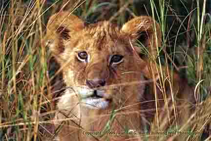 Lion cub face in grass - Masai Mara, Kenya